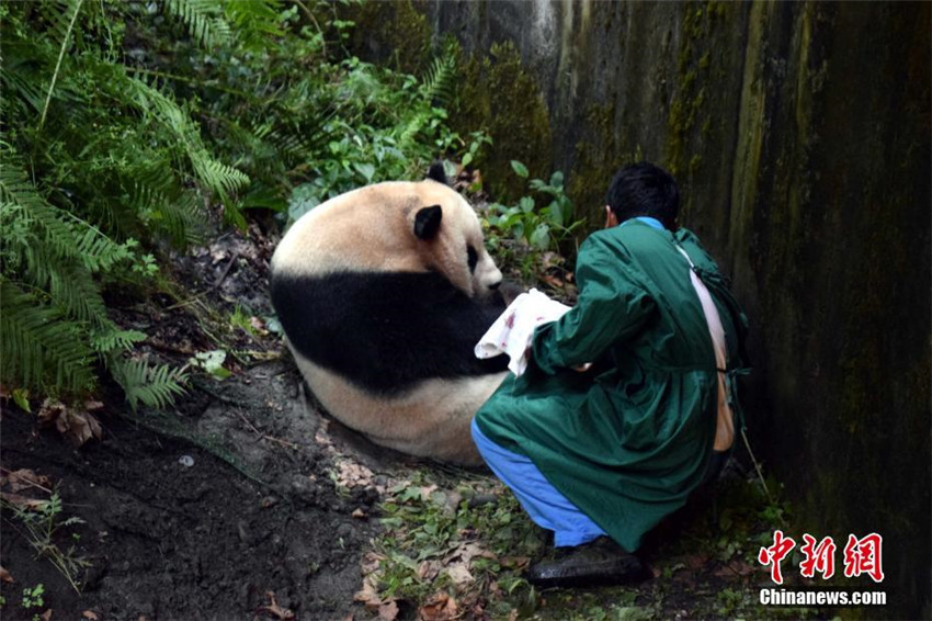 Erstes Panda-Baby von gefangener Mutter und wildem Vater