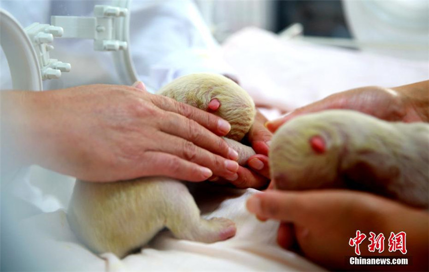 Eisbär-Mutterglück in Shandong