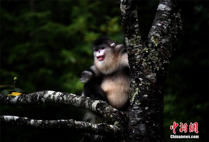 Nationalpark für goldene Affen in Shangri-La