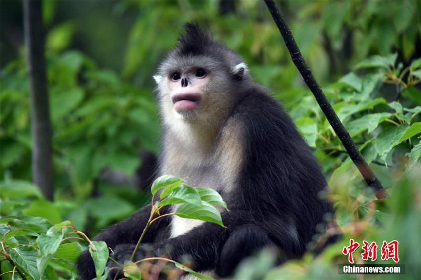 Nationalpark für goldene Affen in Shangri-La