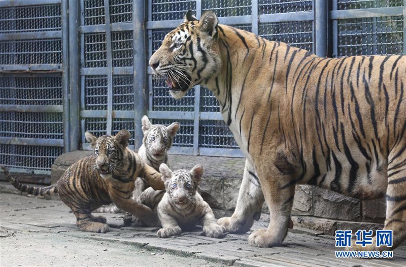 Tiger-Drillinge geben Debüt in Jinan