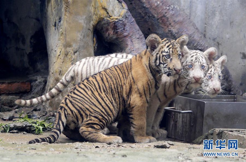 Tiger-Drillinge geben Debüt in Jinan