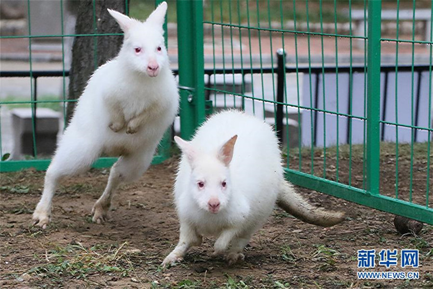 Gefährdete weiße Kängurus erstmals in Shandong