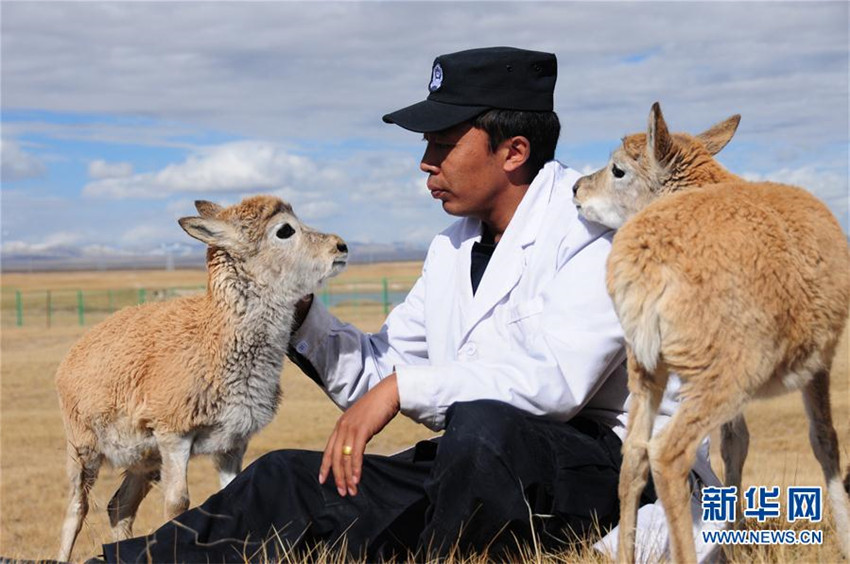 Hoh Xil: Sieben junge tibetische Antilopen werden von Fachkräften versorgt
