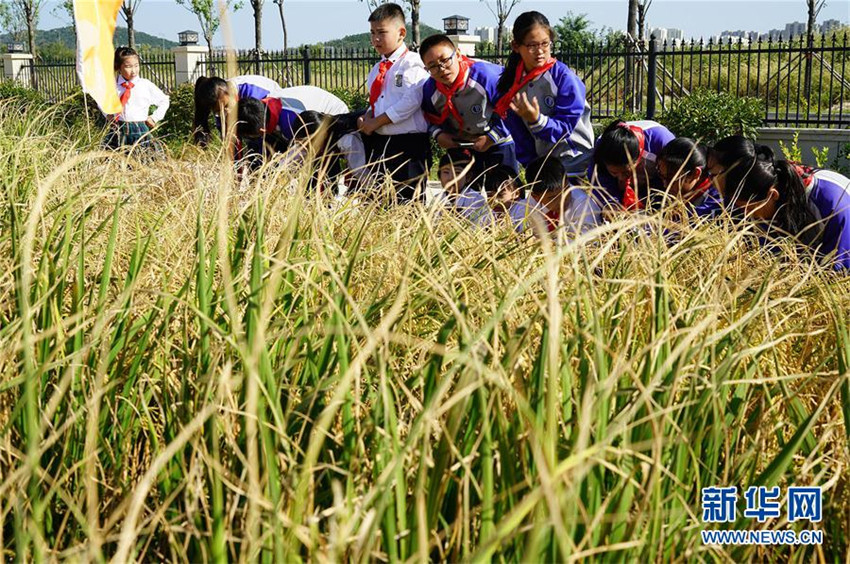 „Meeresreis“ in Qingdao geerntet