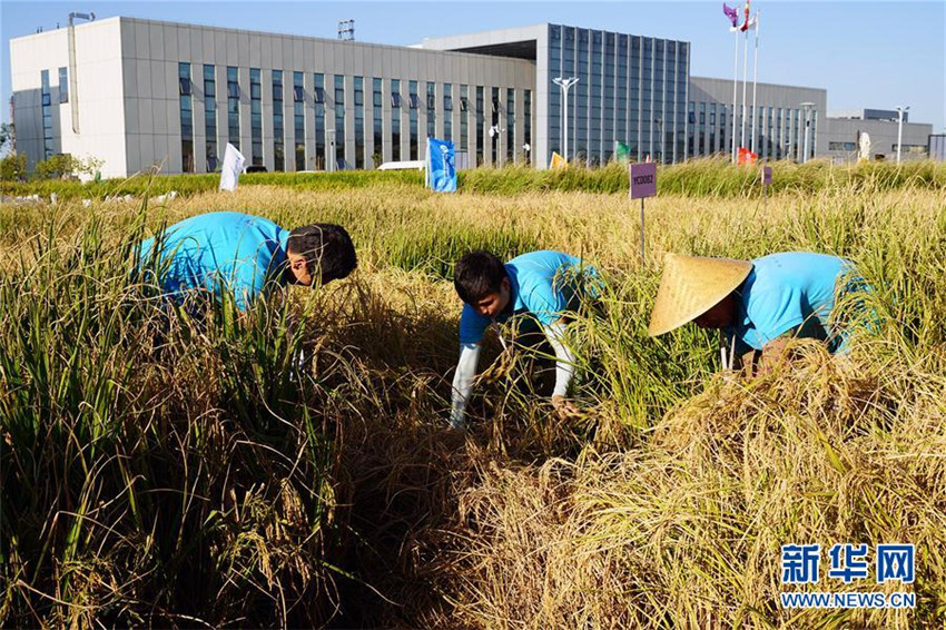 „Meeresreis“ in Qingdao geerntet