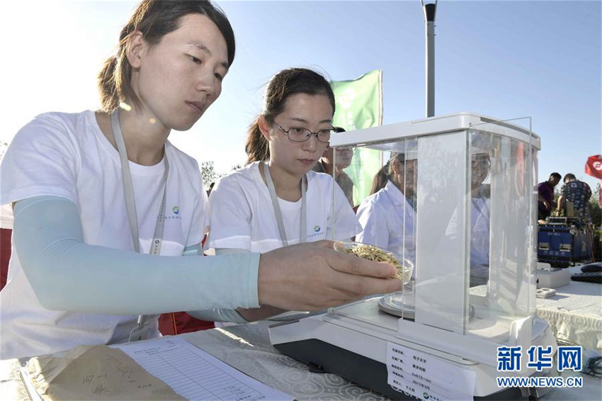 „Meeresreis“ in Qingdao geerntet