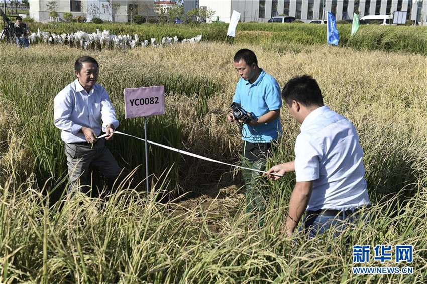 „Meeresreis“ in Qingdao geerntet