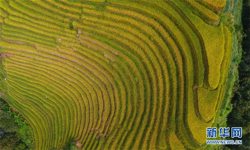 Luftbilder: Malerische Longji-Terrassen