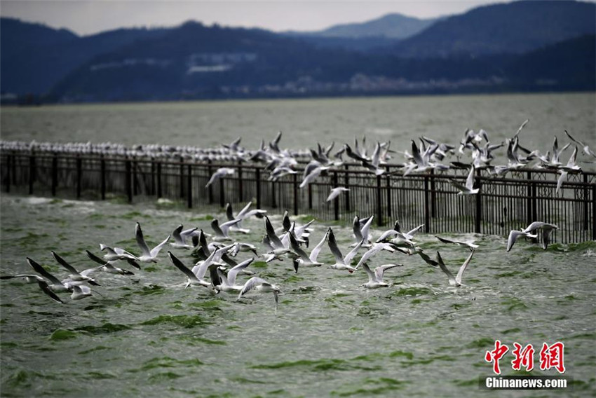 Kunming begrüßt mehr als 300 Möwen