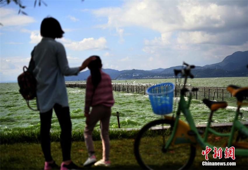 Kunming begrüßt mehr als 300 Möwen