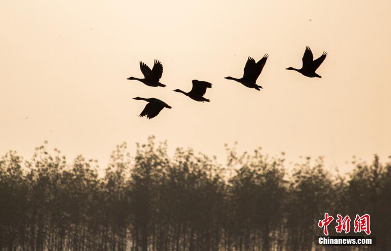 Winterzugvögel erreichen den Poyang-See