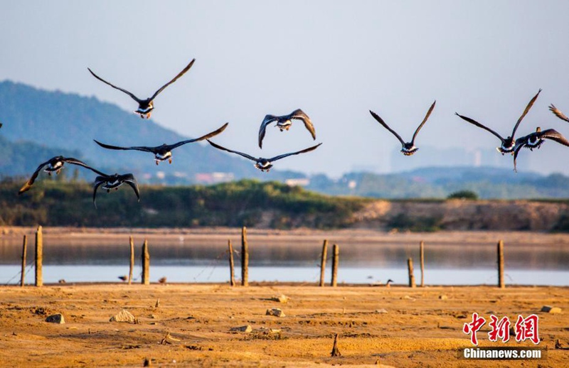 Winterzugvögel erreichen den Poyang-See