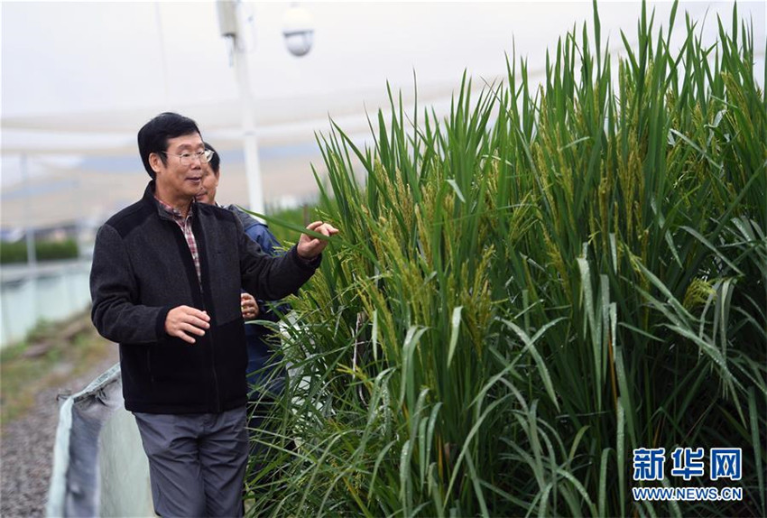 Chinesische Akademie der Wissenschaften entwickelt „Riesenreis“-Sorte