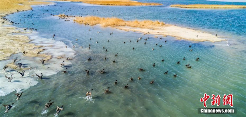 Chinas größter Salzsee zieht zahlreiche Wildvögel zur Überwinterung an