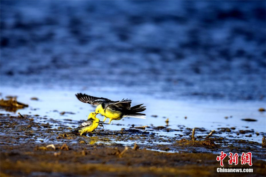 Chinas größter Salzsee zieht zahlreiche Wildvögel zur Überwinterung an