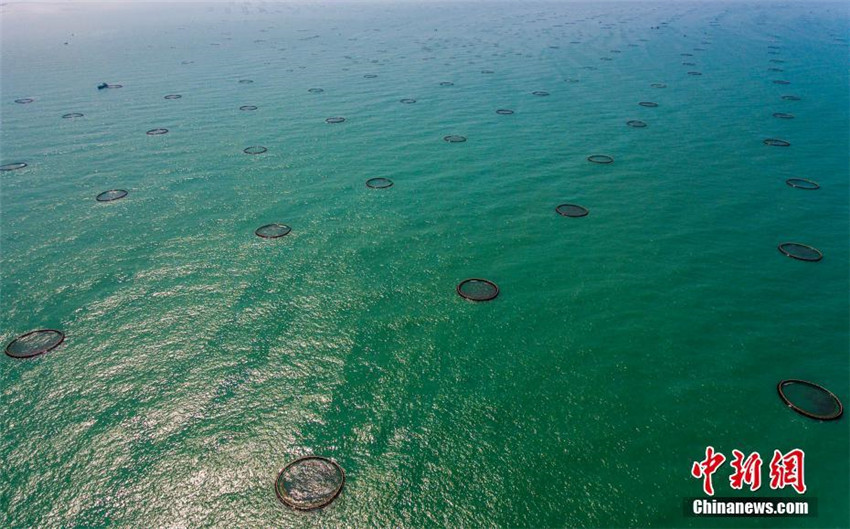 Asiens größte Tiefseekäfigzuchtbasis in Hainan