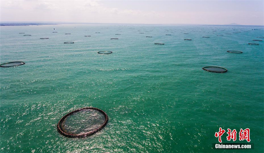 Asiens größte Tiefseekäfigzuchtbasis in Hainan