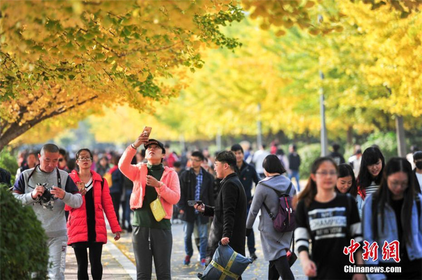 Goldener Herbst in Shenyang