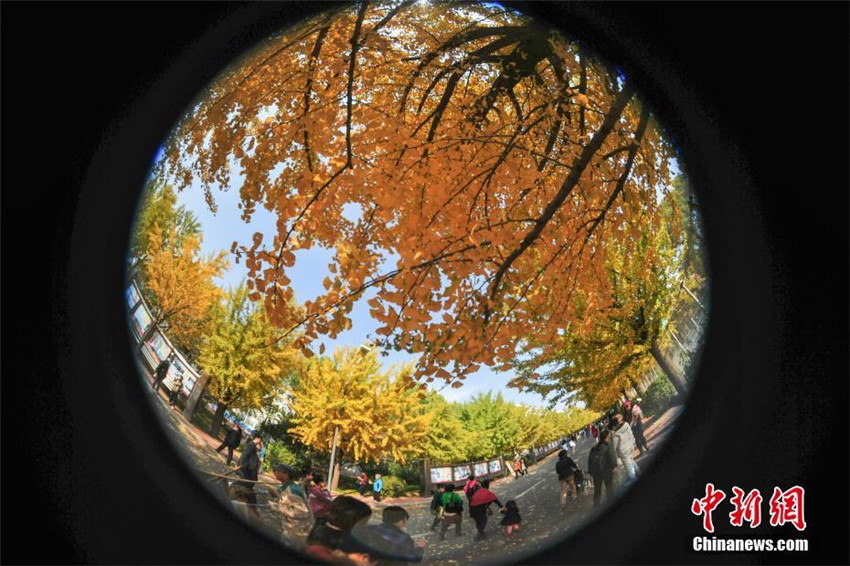 Goldener Herbst in Shenyang