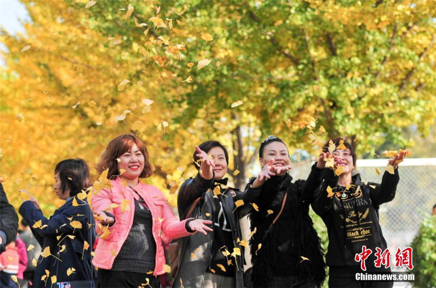 Goldener Herbst in Shenyang