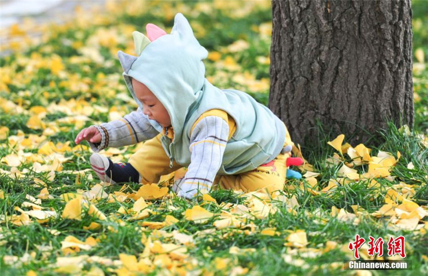 Goldener Herbst in Shenyang