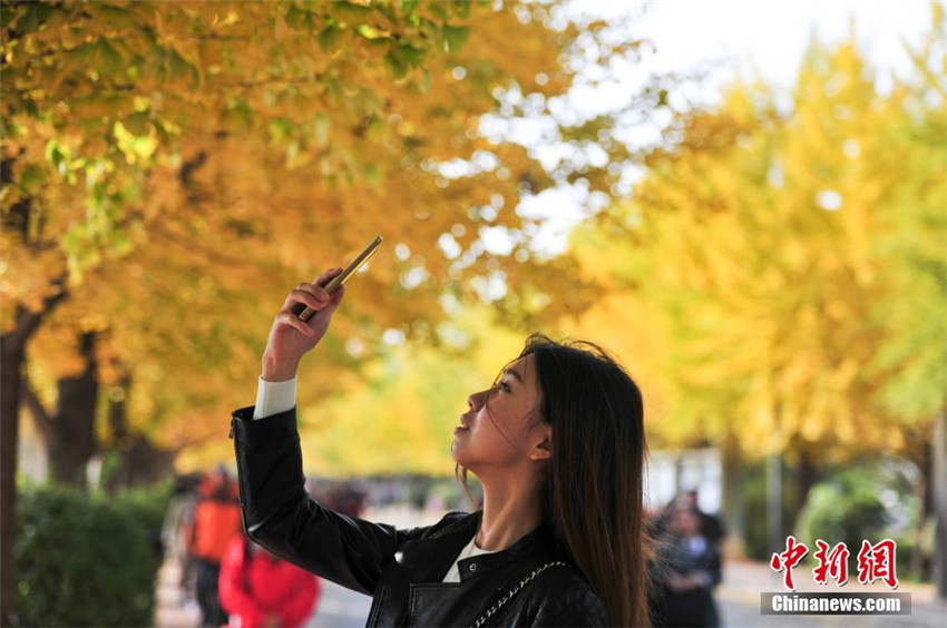 Goldener Herbst in Shenyang