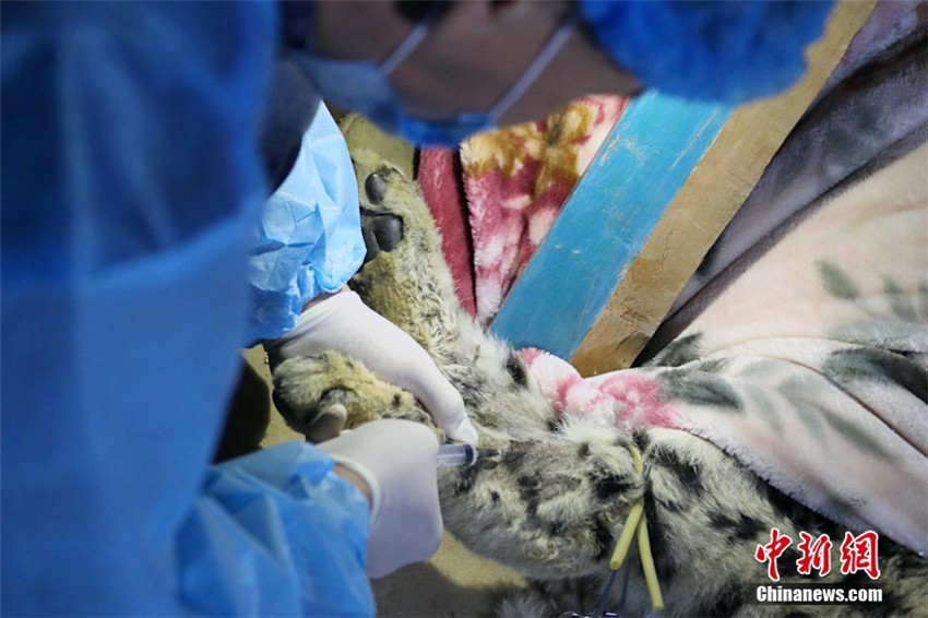 Verletzter Schneeleopard in Qinghai gerettet