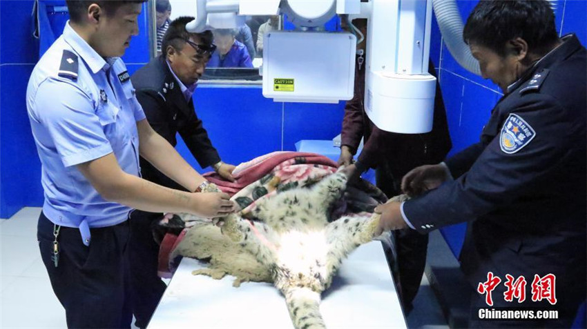 Verletzter Schneeleopard in Qinghai gerettet