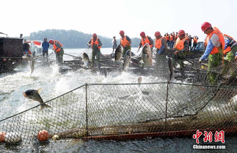 Herbstlicher Fischfang mit riesigem Netz in Jiangxi