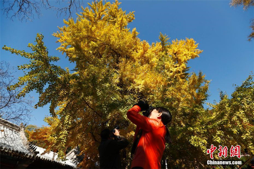 Faszinierender Herbst in Beijing