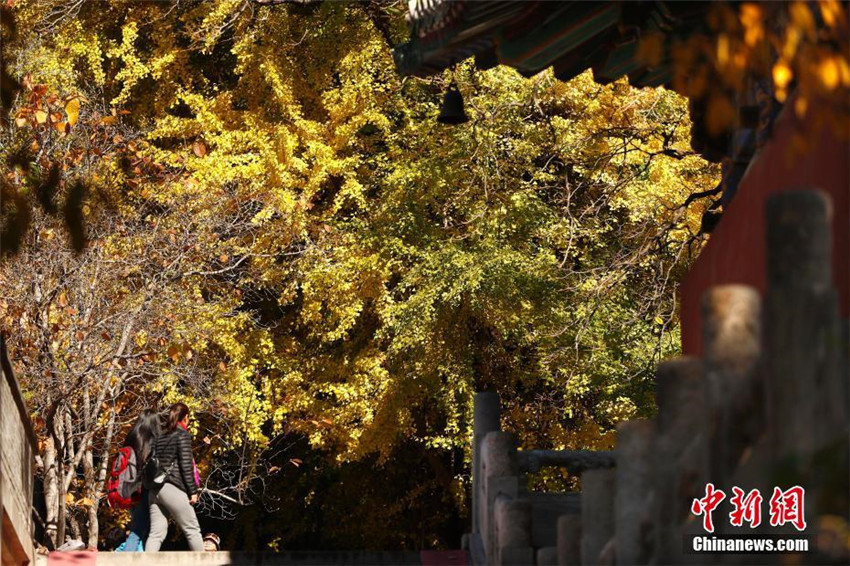 Faszinierender Herbst in Beijing