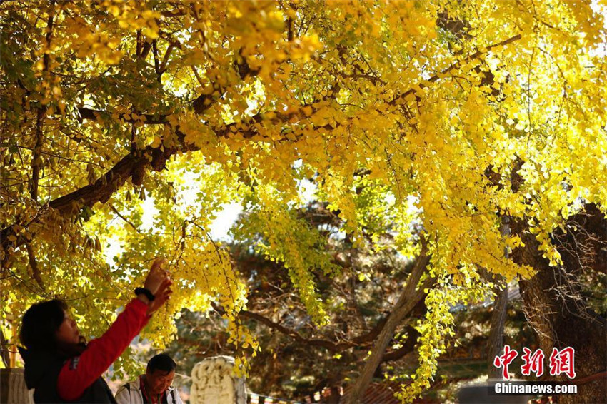 Faszinierender Herbst in Beijing