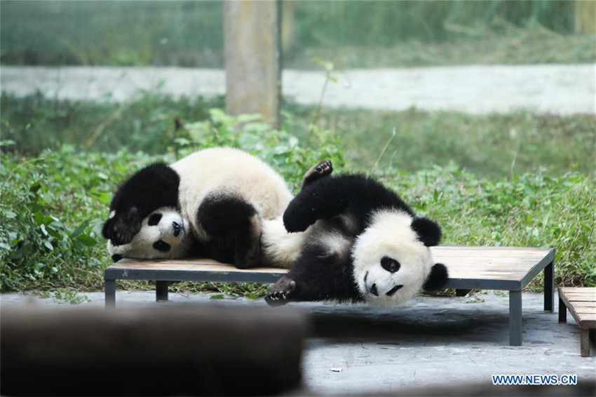 Glückliches Leben der Riesenpandas im Chongqing-Zoo