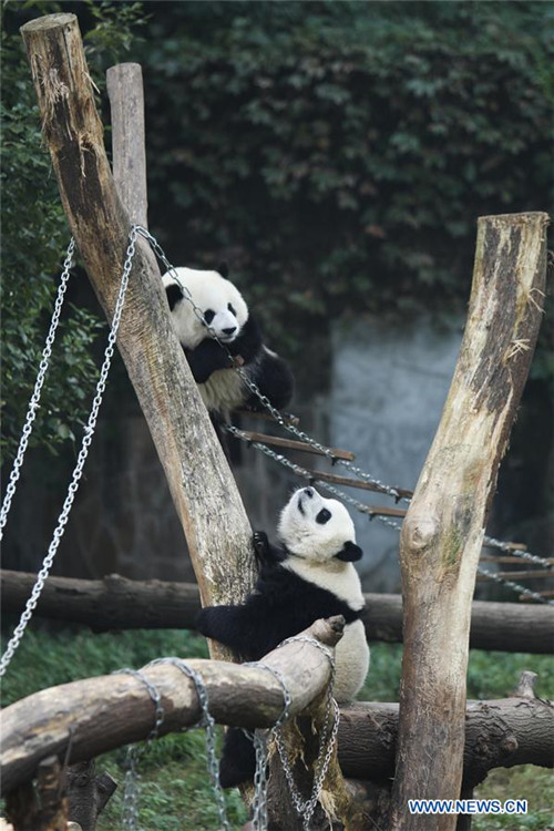 Glückliches Leben der Riesenpandas im Chongqing-Zoo