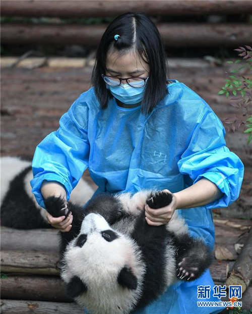 Zahl der gefangenen Pandas erreicht 520 weltweit