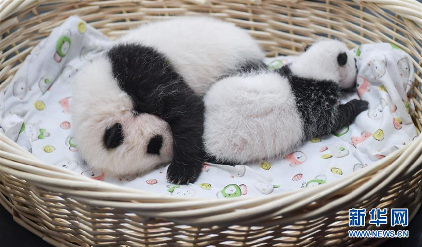 Zahl der gefangenen Pandas erreicht 520 weltweit