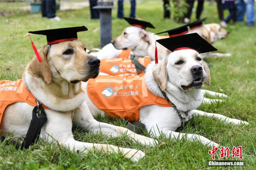 Chinesische Blindenhund-Basis in Guangzhou hat erste „Absolventen“