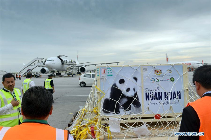 In Malaysia geborenes Panda-Junges fliegt zurück nach China