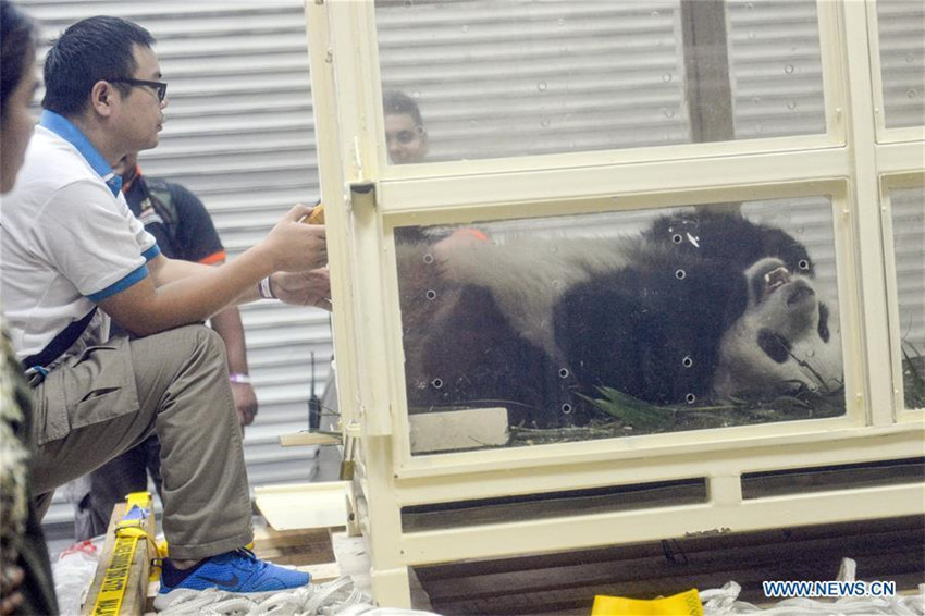 In Malaysia geborenes Panda-Junges fliegt zurück nach China