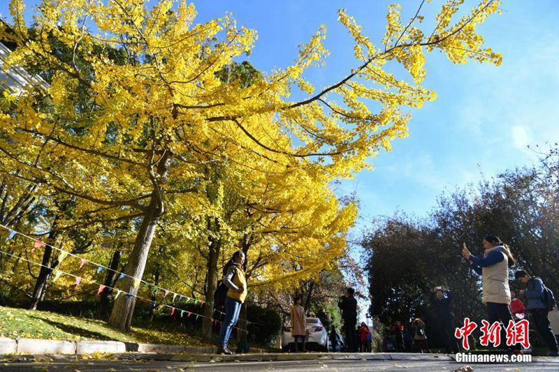 Ginkgobäume verzaubern Yunnan-Universität