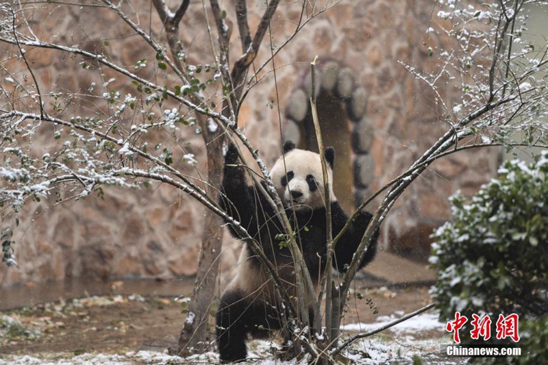 Panda freut sich über ersten Schnee
