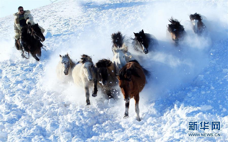 Pferderennen im Schnee