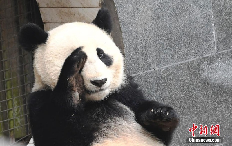 Niedliche Panda-Babys in Sichuan