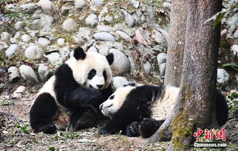 Niedliche Panda-Babys in Sichuan