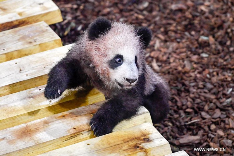 Erstes Panda-Baby„ Yuan Meng“  in Frankreich geboren