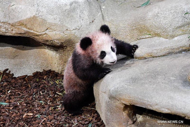 Erstes Panda-Baby „Yuan Meng“  in Frankreich geboren
