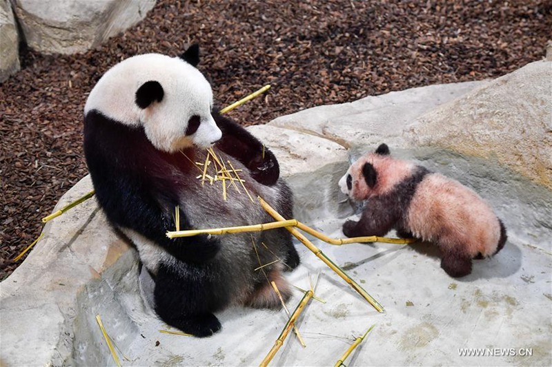 Erstes Panda-Baby „Yuan Meng“  in Frankreich geboren