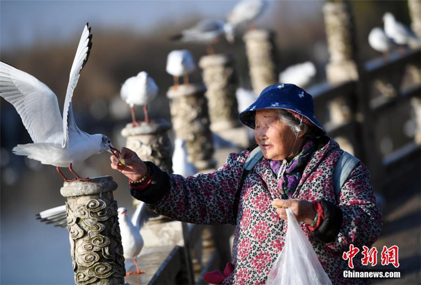 Kunming: 88-Jährige füttert seit 30 Jahren Möwen mit Selbstgemachtem