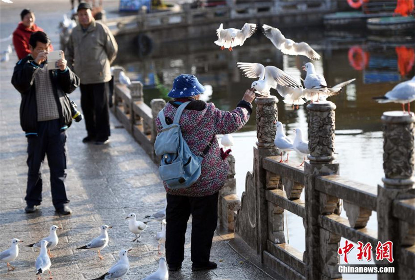 Kunming: 88-Jährige füttert seit 30 Jahren Möwen mit Selbstgemachtem
